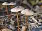 Sárgatejű kígyógomba (Mycena crocata), Bakony